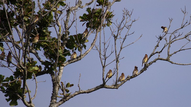 Cedar Waxwings High Island_2010_04_24_3859.JPG